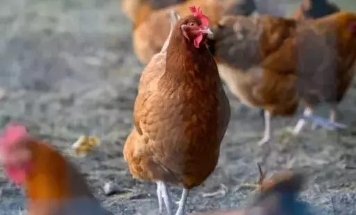 Zdjęcie do Apel Mazowieckiego Wojew&oacute;dzkiego Lekarza Weterynarii wystosowany w związku ze stwierdzonymi na terenie wojew&oacute;dztwa mazowieckiego ogniskami rzekomego pomoru drobiu oraz wysoce zjadliwej grypy ptak&oacute;w
