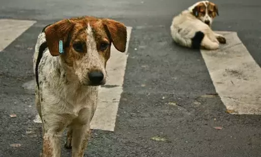 Postępowanie w przypadku zauważenia bezdomnego zwierzęcia 